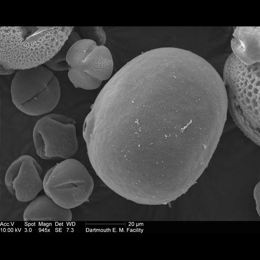  NCBI Organism:Zea mays; Cell Components:pollen wall Biological process:pollen wall assembly