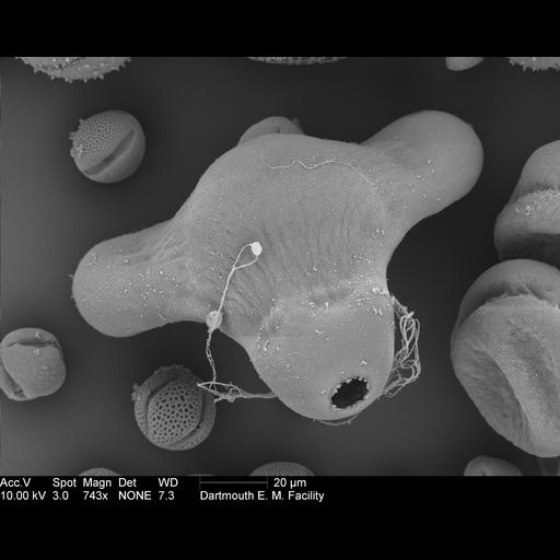  NCBI Organism:Oenothera fruticosa; Cell Components:pollen wall Biological process:pollen wall assembly