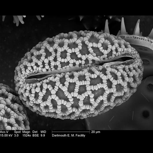  NCBI Organism:Lilium auratum; Cell Components:pollen wall Biological process:pollen wall assembly