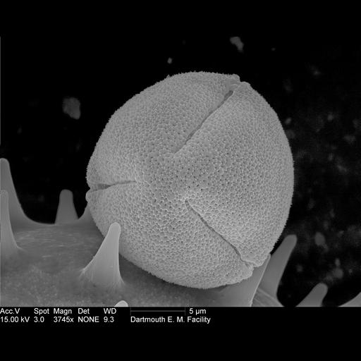  NCBI Organism:Ricinus communis; Cell Components:pollen wall Biological process:pollen wall assembly