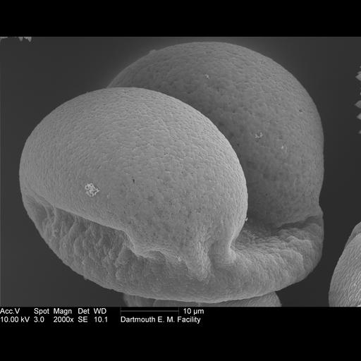  NCBI Organism:Pinaceae; Cell Components:pollen wall Biological process:pollen wall assembly