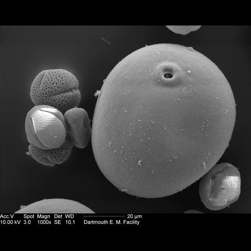  NCBI Organism:Zea mays; Cell Components:pollen wall Biological process:pollen wall assembly