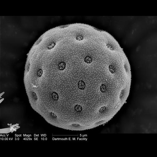 CIL:40289, Amaranthus, pollen. CIL. Dataset