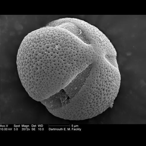  NCBI Organism:Paeonia lactiflora; Cell Components:pollen wall Biological process:pollen wall assembly