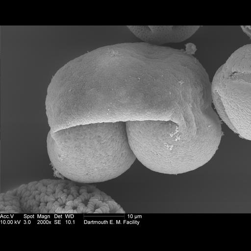  NCBI Organism:Pinaceae; Cell Components:pollen wall Biological process:pollen wall assembly