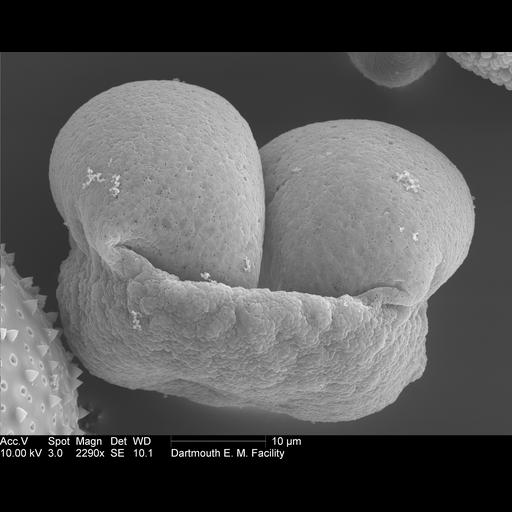  NCBI Organism:Pinaceae; Cell Components:pollen wall Biological process:pollen wall assembly