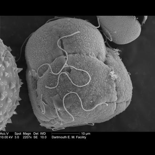  NCBI Organism:Rhododendron; Cell Components:pollen wall Biological process:pollen wall assembly