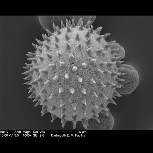  Cell Components:pollen wall Biological process:pollen wall assembly