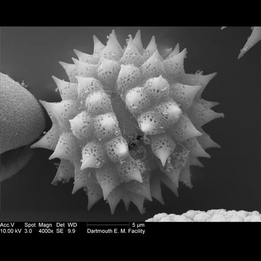  NCBI Organism:Ambrosia artemisiifolia; Cell Components:pollen wall Biological process:pollen wall assembly