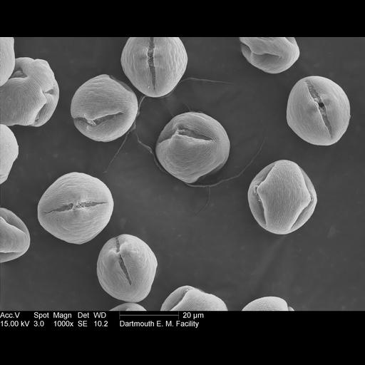  NCBI Organism:Rosa rugosa; Cell Components:pollen wall Biological process:pollen wall assembly