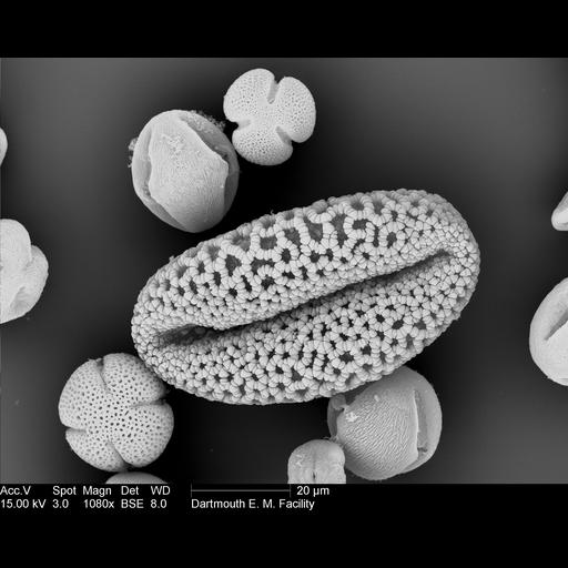  NCBI Organism:Lilium longiflorum; Cell Components:pollen wall Biological process:pollen wall assembly