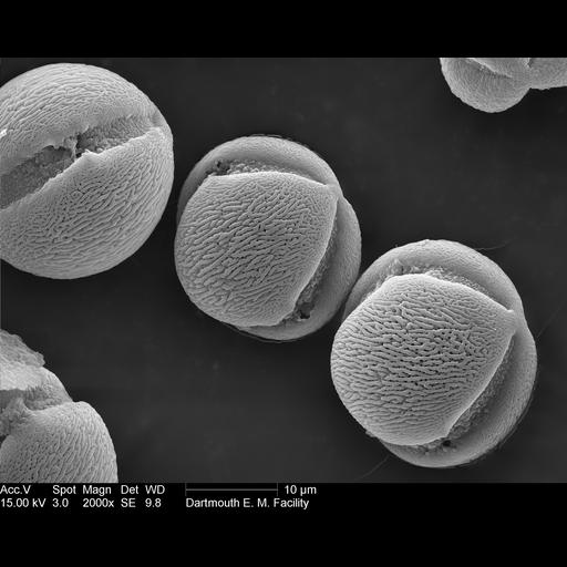  NCBI Organism:Petunia; Cell Components:pollen wall Biological process:pollen wall assembly