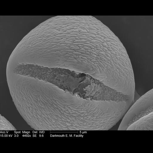  NCBI Organism:Nicotiana alata; Cell Components:pollen wall Biological process:pollen wall assembly