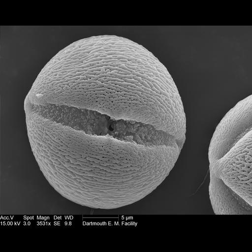  NCBI Organism:Petunia; Cell Components:pollen wall Biological process:pollen wall assembly