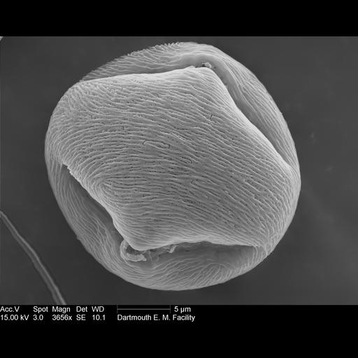  NCBI Organism:Rosa rugosa; Cell Components:pollen wall Biological process:pollen wall assembly