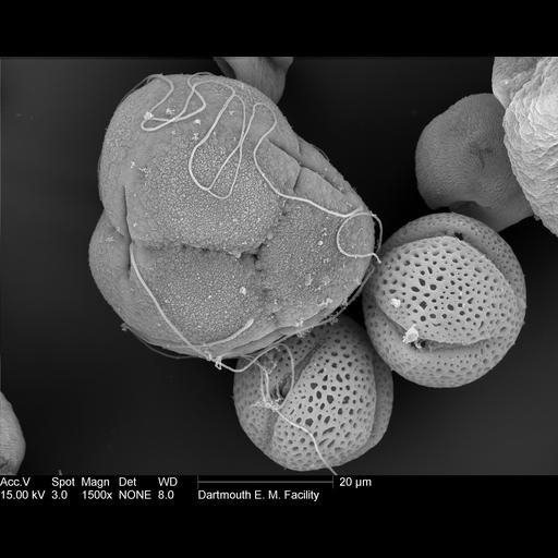  NCBI Organism:Rhododendron; Cell Components:pollen wall Biological process:pollen wall assembly