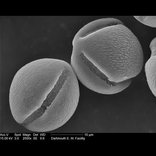  NCBI Organism:Nicotiana alata; Cell Components:pollen wall Biological process:pollen wall assembly