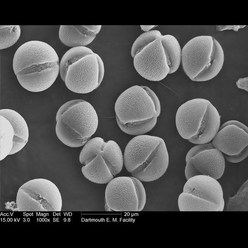  NCBI Organism:Petunia; Cell Components:pollen wall Biological process:pollen wall assembly