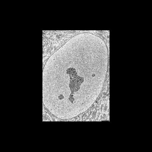  NCBI Organism:Homo sapiens; Cell Types:epithelial cell, ; Cell Components:nucleus, nuclear envelope, nuclear chromatin, nucleolus; Biological process:nucleus organization, nuclear transport;