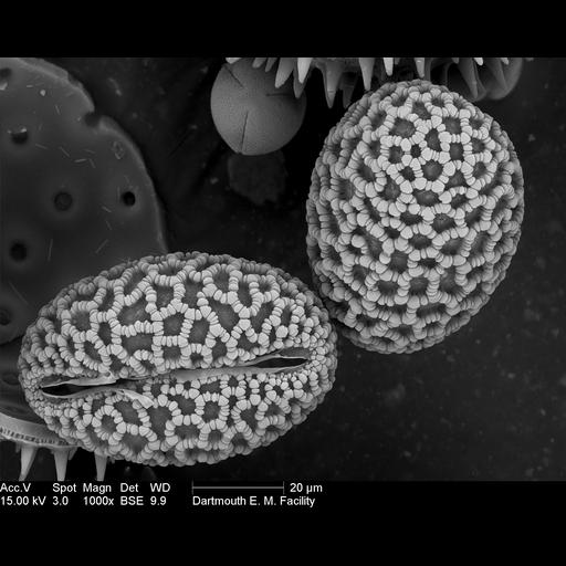  NCBI Organism:Lilium auratum; Cell Components:pollen wall Biological process:pollen wall assembly