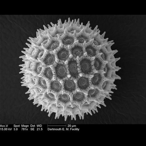  Cell Components:pollen wall Biological process:pollen wall assembly