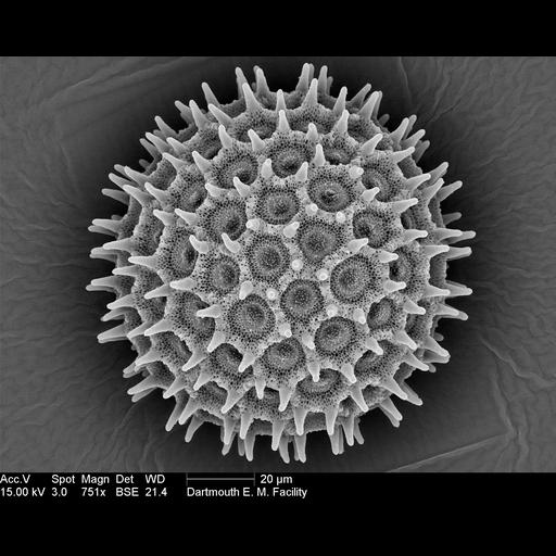  Cell Components:pollen wall Biological process:pollen wall assembly