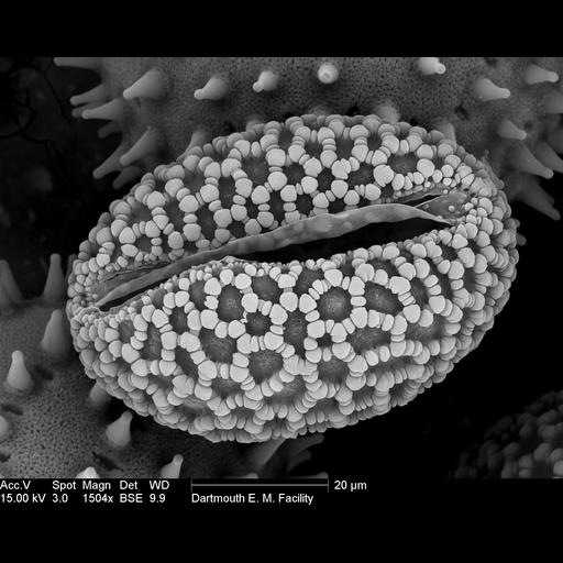  NCBI Organism:Lilium auratum; Cell Components:pollen wall Biological process:pollen wall assembly