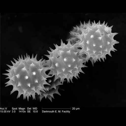  NCBI Organism:Helianthus annuus; Cell Components:pollen wall Biological process:pollen wall assembly