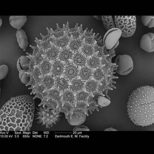  Cell Components:pollen wall Biological process:pollen wall assembly