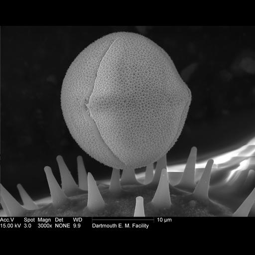  NCBI Organism:Ricinus communis; Cell Components:pollen wall Biological process:pollen wall assembly