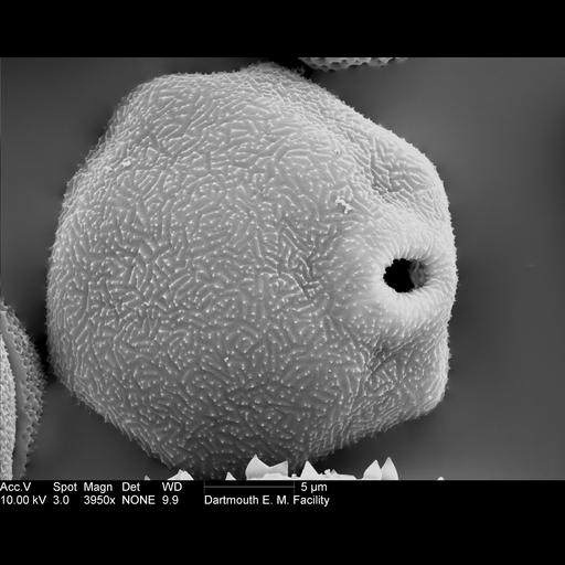  NCBI Organism:Betula papyrifera; Cell Components:pollen wall Biological process:pollen wall assembly