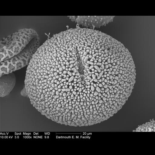  NCBI Organism:Geranium cinereum; Cell Components:pollen wall Biological process:pollen wall assembly