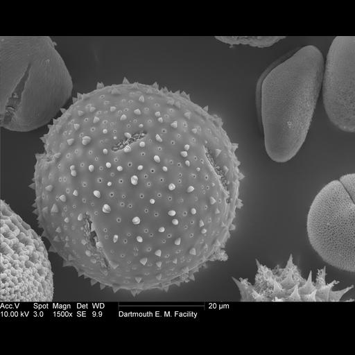  NCBI Organism:Schlumbergera truncata; Cell Components:pollen wall Biological process:pollen wall assembly