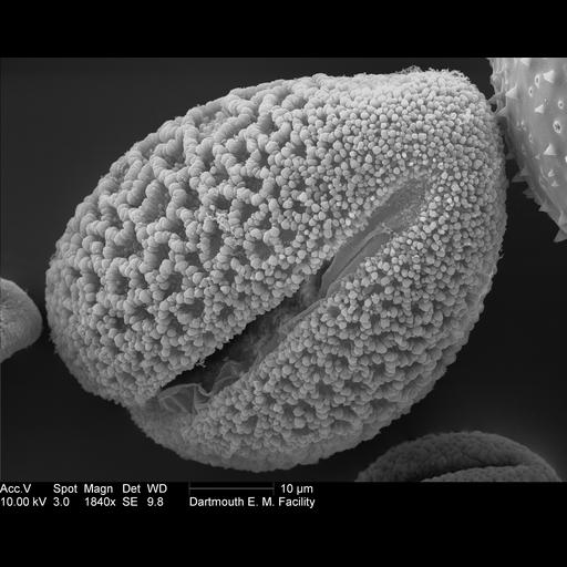  NCBI Organism:Lilium longiflorum; Cell Components:pollen wall Biological process:pollen wall assembly