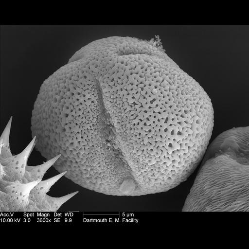  NCBI Organism:Paeonia lactiflora; Cell Components:pollen wall Biological process:pollen wall assembly