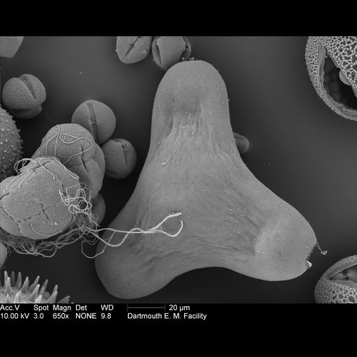  NCBI Organism:Oenothera fruticosa; Cell Components:pollen wall Biological process:pollen wall assembly