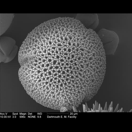  NCBI Organism:Geranium cinereum; Cell Components:pollen wall Biological process:pollen wall assembly