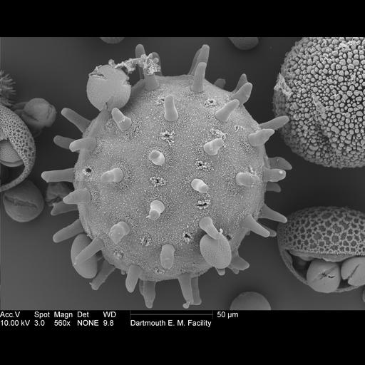  NCBI Organism:Hibiscus; Cell Components:pollen wall Biological process:pollen wall assembly