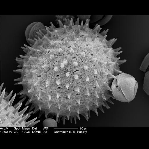  Cell Components:pollen wall Biological process:pollen wall assembly