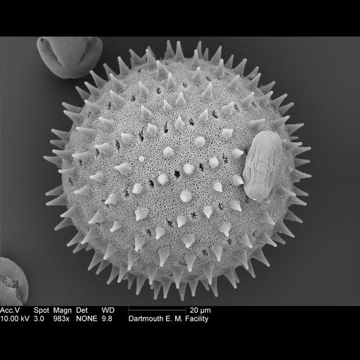  Cell Components:pollen wall Biological process:pollen wall assembly