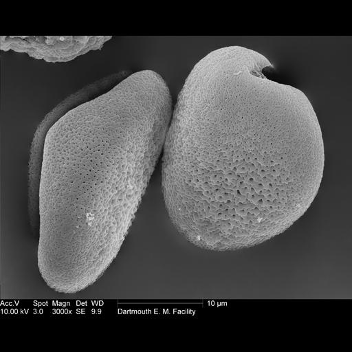  NCBI Organism:Allium; Cell Components:pollen wall Biological process:pollen wall assembly