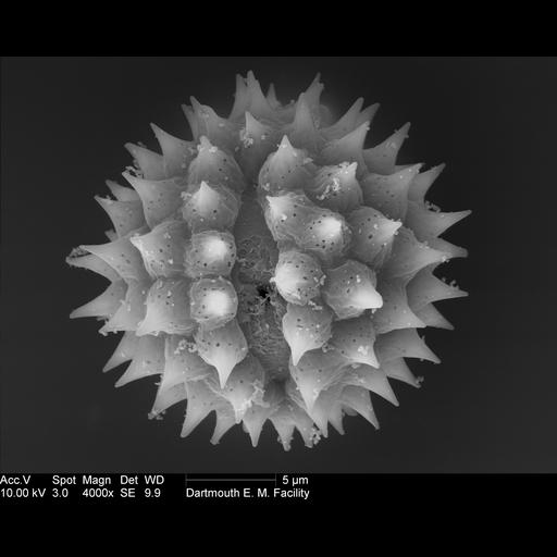  NCBI Organism:Ambrosia artemisiifolia; Cell Components:pollen wall Biological process:pollen wall assembly