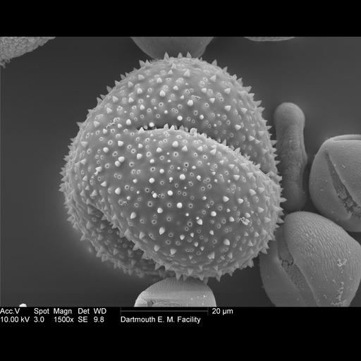  NCBI Organism:Schlumbergera truncata; Cell Components:pollen wall Biological process:pollen wall assembly