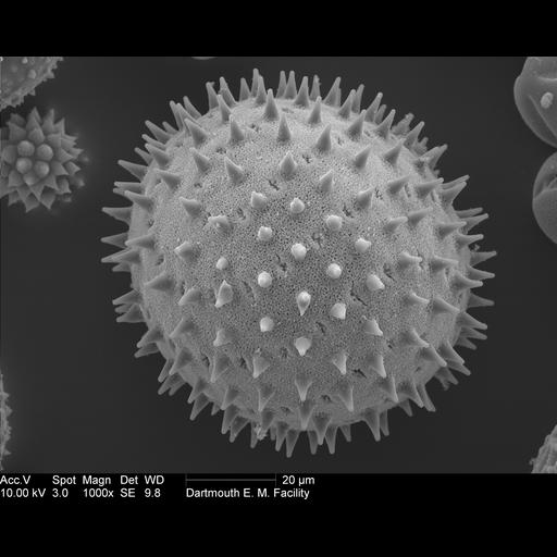  Cell Components:pollen wall Biological process:pollen wall assembly