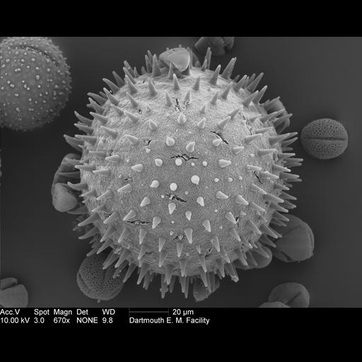  NCBI Organism:Malva alcea; Cell Components:pollen wall Biological process:pollen wall assembly