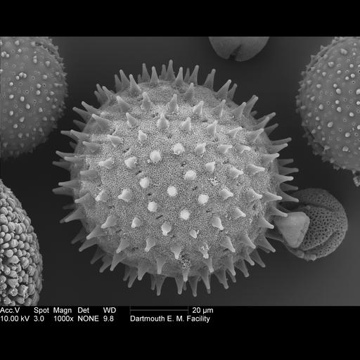  Cell Components:pollen wall Biological process:pollen wall assembly