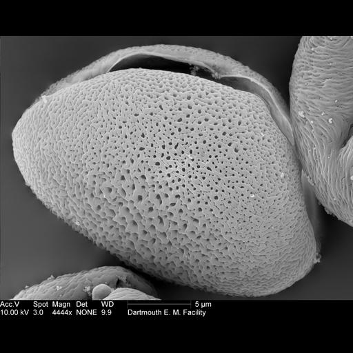  NCBI Organism:Allium; Cell Components:pollen wall Biological process:pollen wall assembly