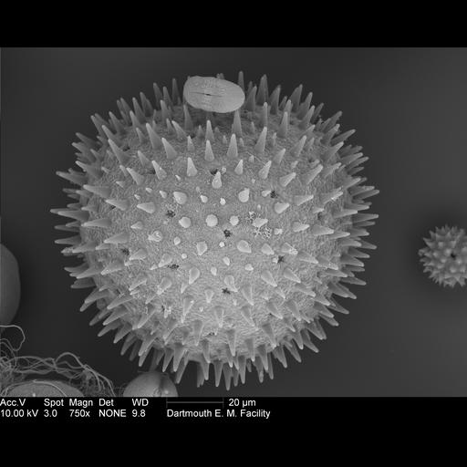  Cell Components:pollen wall Biological process:pollen wall assembly