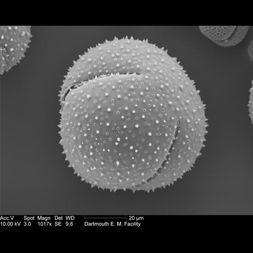  Cell Components:pollen wall Biological process:pollen wall assembly