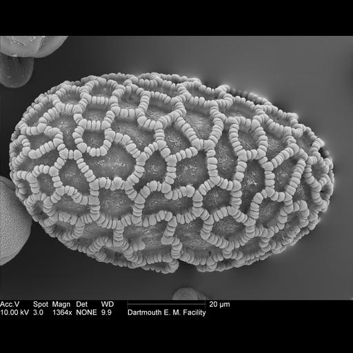  NCBI Organism:Lilium auratum; Cell Components:pollen wall Biological process:pollen wall assembly